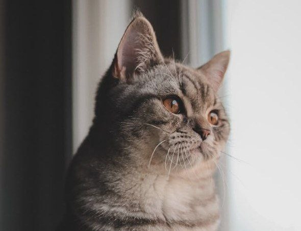 Передержка кошек